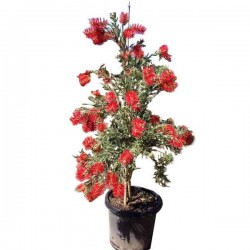 Bottlebrushe Shrub (Callistemon citrinus or syn. Callistemon laevis) Bottlebrushe Shrub (Callistemon citrinus or syn. Callistemon laevis) |kipogeorgiki.gr