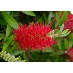 Καλλιστήμονας Θάμνος (Callistemon citrinus ή συν. Callistemon laevis) Καλλιστήμονας Θάμνος (Callistemon citrinus ή συν. Callistemon laevis) |kipogeorgiki.gr