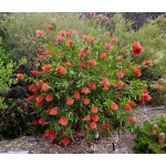 Καλλιστήμονας Θάμνος (Callistemon citrinus ή συν. Callistemon laevis) Καλλιστήμονας Θάμνος (Callistemon citrinus ή συν. Callistemon laevis) |kipogeorgiki.gr