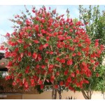 Καλλιστήμονας Θάμνος (Callistemon citrinus ή συν. Callistemon laevis) Καλλιστήμονας Θάμνος (Callistemon citrinus ή συν. Callistemon laevis) |kipogeorgiki.gr