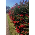 Καλλιστήμονας Θάμνος (Callistemon citrinus ή συν. Callistemon laevis) Καλλιστήμονας Θάμνος (Callistemon citrinus ή συν. Callistemon laevis) |kipogeorgiki.gr