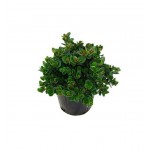 Καρίσσα (Carissa macrocarpa) Θάμνος Καρίσσα (Carissa macrocarpa) Θάμνος