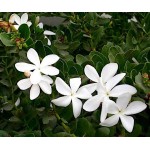 Καρίσσα (Carissa macrocarpa) Θάμνος Καρίσσα (Carissa macrocarpa) Θάμνος