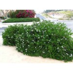 Καρίσσα (Carissa macrocarpa) Θάμνος Καρίσσα (Carissa macrocarpa) Θάμνος