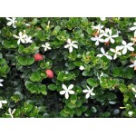 Καρίσσα (Carissa macrocarpa) Θάμνος Καρίσσα (Carissa macrocarpa) Θάμνος