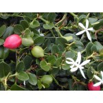 Καρίσσα (Carissa macrocarpa) Θάμνος Καρίσσα (Carissa macrocarpa) Θάμνος