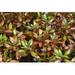 Κόπροσμα ‘Evening Glow’ Θάμνος-Coprosma repens Evening Glow