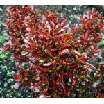 Κόπροσμα ‘Evening Glow’ Θάμνος-Coprosma repens Evening Glow