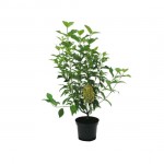 Tatarian Dogwood ‘Sibirica’ Shrub (Cornus alba ‘Sibirica’) | kipogeorgiki.gr