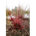 Tatarian Dogwood ‘Sibirica’ Shrub (Cornus alba ‘Sibirica’) | kipogeorgiki.gr