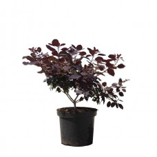 Κότινος 'Red Purple' Θάμνος (Cotinus coggygria 'Red Purple') | kipogeorgiki.gr