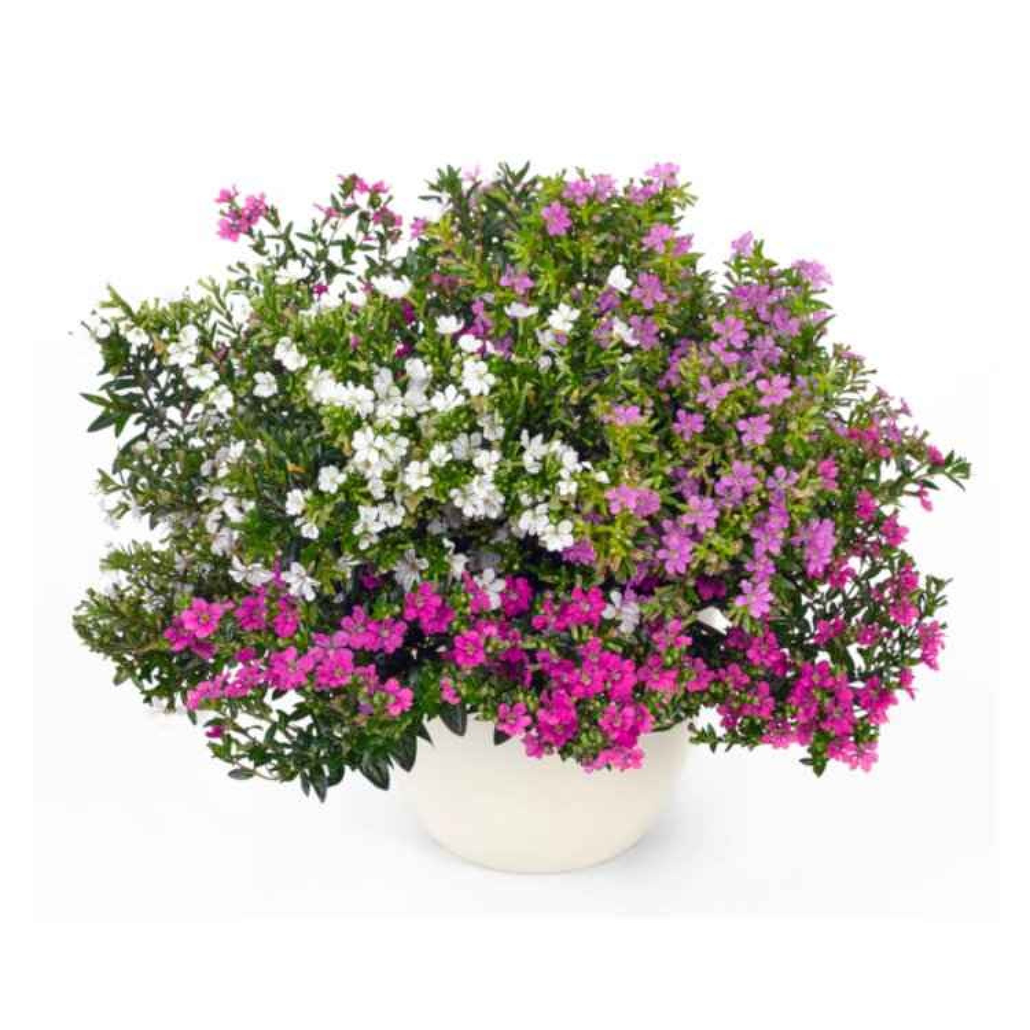 Cuphea hyssopifolia|kipogeorgiki.gr Cuphea hyssopifolia|kipogeorgiki.gr