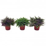 Cuphea hyssopifolia|kipogeorgiki.gr Cuphea hyssopifolia|kipogeorgiki.gr