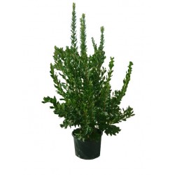 Strawberry Tree Shrub (Arbutus unedo) | Plants and shrubs for hedges and flowering Strawberry Tree Shrub (Arbutus unedo) | kipogeorgiki.gr