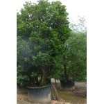 Strawberry Tree Shrub (Arbutus unedo) | Plants and shrubs for hedges and flowering Strawberry Tree Shrub (Arbutus unedo) | kipogeorgiki.gr