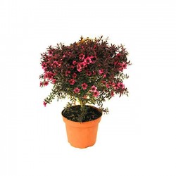 Tea Tree Shrub (Leptospermum scoparium) | kipogeorgiki.gr