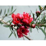 Λεπτόσπερμα Θάμνος (Leptospermum scoparium) | Καλοκαιρινά Λουλούδια για Γλάστρα & Κήπο, Φυλλοβόλοι Θάμνοι Λεπτόσπερμα Θάμνος (Leptospermum scoparium) | kipogeorgiki.gr