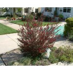 Λεπτόσπερμα Θάμνος (Leptospermum scoparium) | Καλοκαιρινά Λουλούδια για Γλάστρα & Κήπο, Φυλλοβόλοι Θάμνοι Λεπτόσπερμα Θάμνος (Leptospermum scoparium) | kipogeorgiki.gr