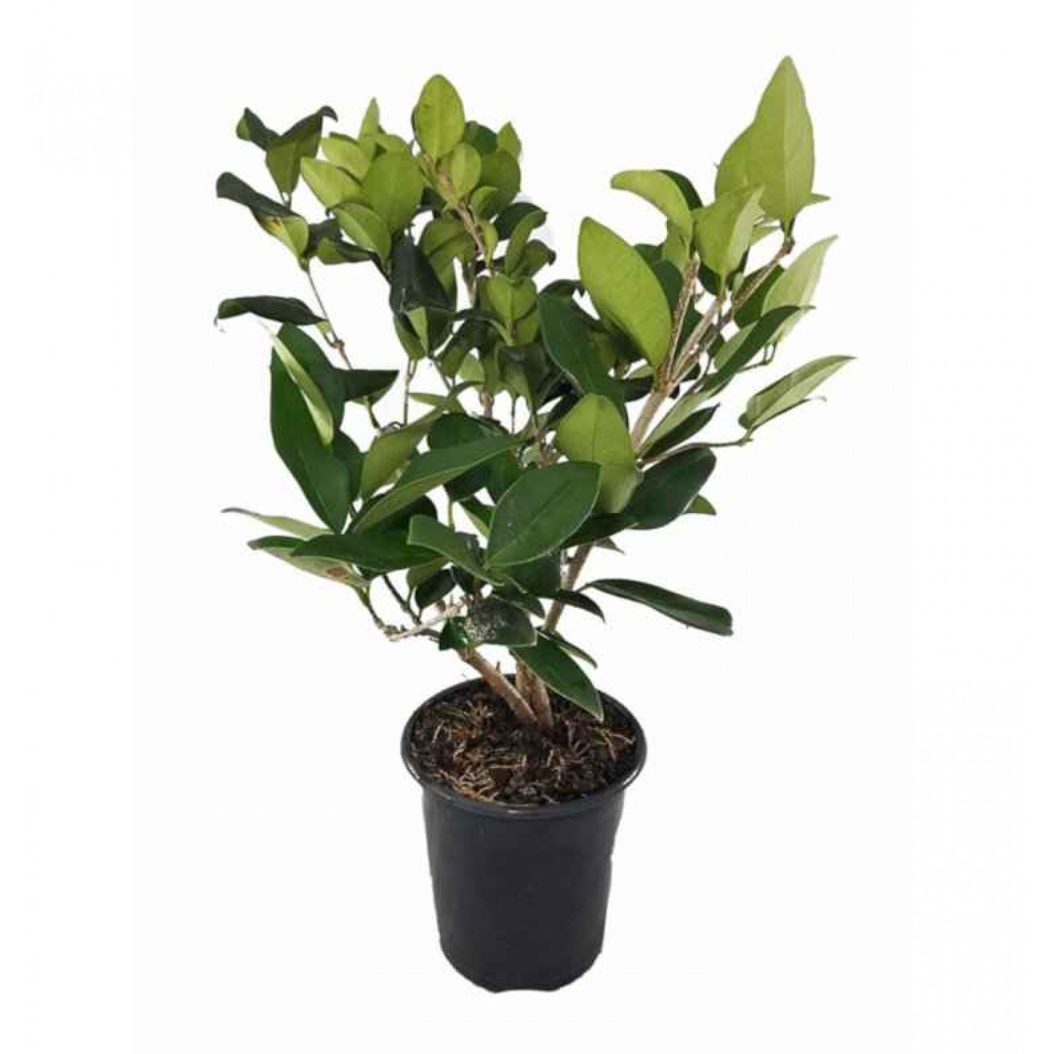 Ligustrum Japonicum|kipogeorgiki.gr