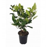 Ligustrum Japonicum|kipogeorgiki.gr