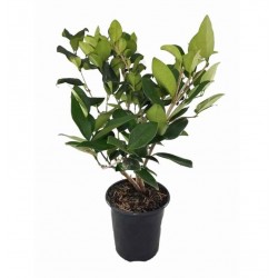 Ligustrum Japonicum|kipogeorgiki.gr