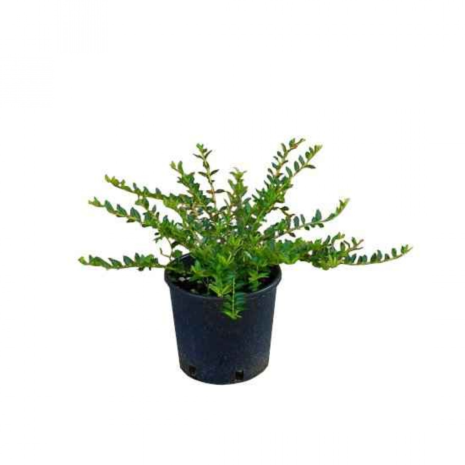 Λονίκερα Πιλεάτα Πλαγιόκλαδη Θάμνος | Κηπογεωργική