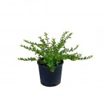 Λονίκερα Πιλεάτα Πλαγιόκλαδη Θάμνος | Κηπογεωργική