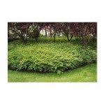 Λονίκερα Πιλεάτα Πλαγιόκλαδη Θάμνος | Κηπογεωργική