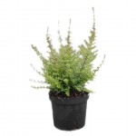 Box Honeysuckle Shrub (Lonicera nitida) | Kipogeorgiki