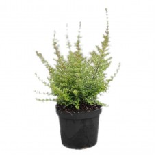 Λονίκερα η Στιλπνή Θάμνος (Lonicera nitida) | Κηπογεωργική