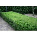 Box Honeysuckle Shrub (Lonicera nitida) | Kipogeorgiki