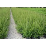 Box Honeysuckle Shrub (Lonicera nitida) | Kipogeorgiki