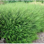 Box Honeysuckle Shrub (Lonicera nitida) | Kipogeorgiki