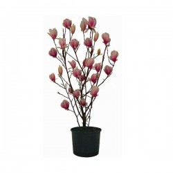 Saucer Magnolia Shrub (Magnolia soulangeana) | Kipogeorgiki