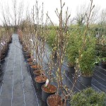 Saucer Magnolia Shrub (Magnolia soulangeana) | Kipogeorgiki