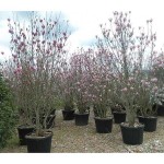 Saucer Magnolia Shrub (Magnolia soulangeana) | Kipogeorgiki