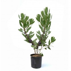Common Boobialla Shrub (Myoporum insulare) | Plants and Shrubs for Hedges and Flowering Common Boobialla Shrub (Myoporum insulare) | Kipogeorgiki