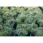 Common Boobialla Shrub (Myoporum insulare) | Kipogeorgiki