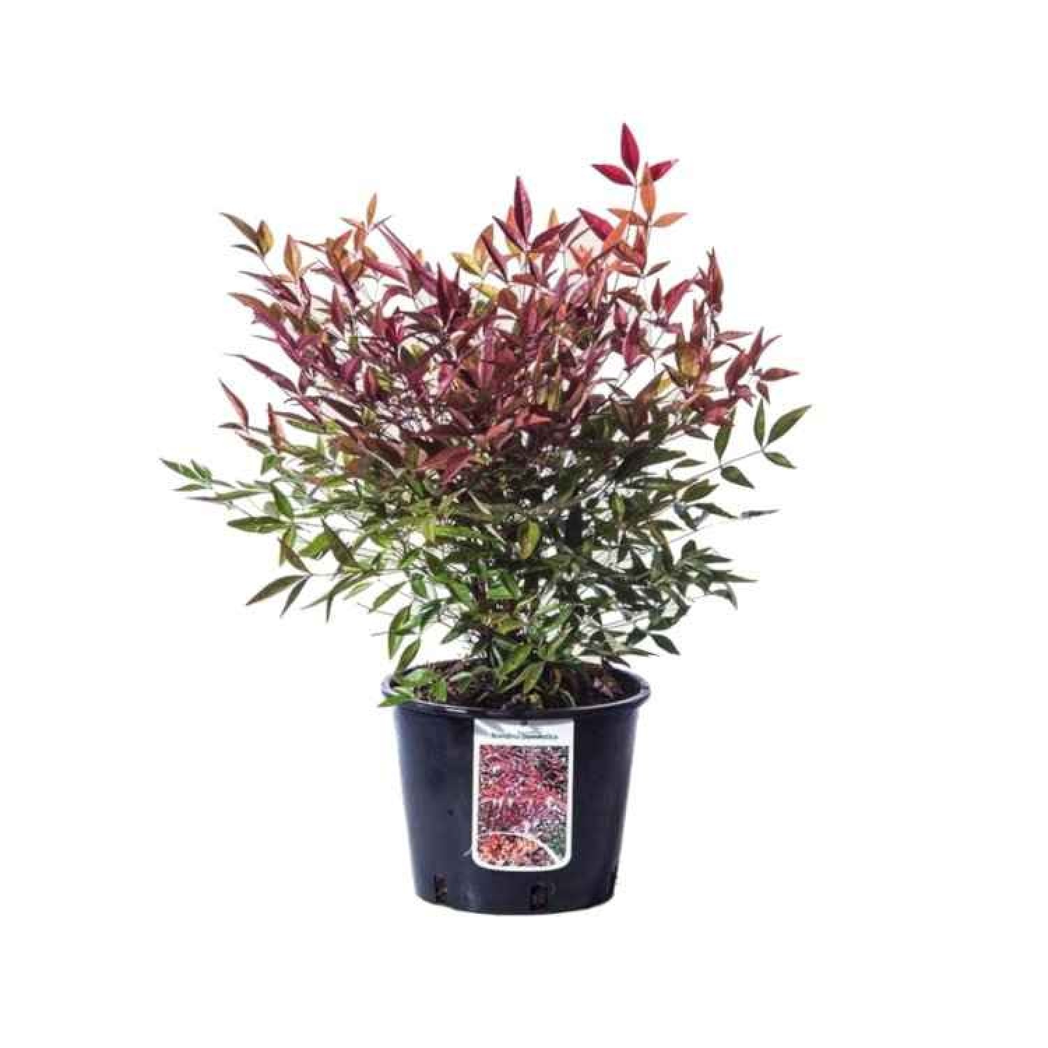 Fire Power (Nadina domestica)|kipogeorgiki.gr Fire Power (Nadina domestica)|kipogeorgiki.gr