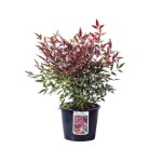 Fire Power (Nadina domestica)|kipogeorgiki.gr Fire Power (Nadina domestica)|kipogeorgiki.gr