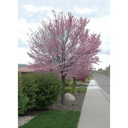 Plants - Ornamental & Fruit Trees, Shrubs, Herbaceous, Vegetables