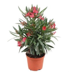 Nerium oleander|kipogeorgiki.gr