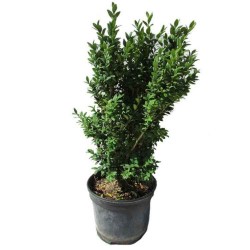 Σχίνος Θάμνος ή Πιστακία η Λεντίσκος (Pistacia lentiscus) | Κηπογεωργική