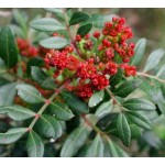 Σχίνος Θάμνος ή Πιστακία η Λεντίσκος (Pistacia lentiscus) | Κηπογεωργική