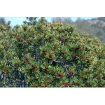 Σχίνος Θάμνος ή Πιστακία η Λεντίσκος (Pistacia lentiscus) | Κηπογεωργική