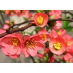 Flowering Quince Shrub (Chaenomeles speciosa) | kipogeorgiki.gr