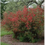 Flowering Quince Shrub (Chaenomeles speciosa) | kipogeorgiki.gr