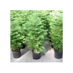 Αρωκάρια Ετερόφυλλη (Araucaria heterophylla) | kipogeorgiki.gr