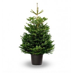 Έλατο Νορμανδίας (Abies nordmanniana) - Έλατα Χριστουγέννων