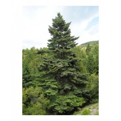 Έλατο Κεφαλληνίας (Abies cephalonica) | kipogeorgiki.gr